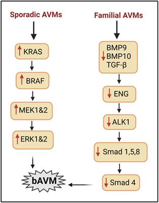 Cellular loci involved in the development of brain arteriovenous malformations